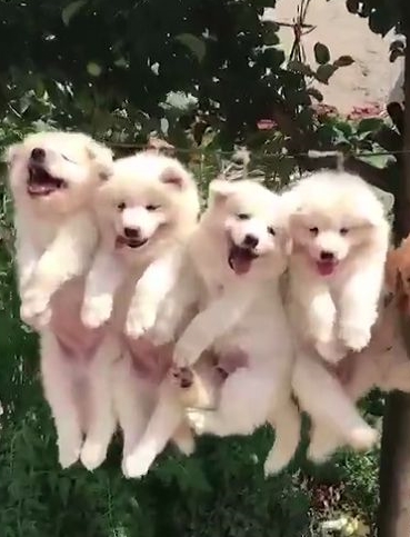这些狗狗居然都被吊起来晒在了晾衣线上，我的天！