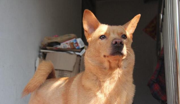 中华田园犬已快被遗忘,然而它们身上有这4个优点 中华田园犬已快被遗忘,然而它们身上有这4个优点