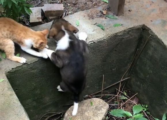 看到猫咪和狗子的神仙友情，网友们直呼慕了慕了……