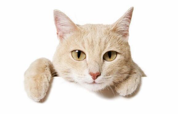 如果猫咪会说话, 那么它最想告诉你的是这几件事