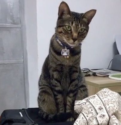 主人减肥时偷偷加餐被发现，只好把肉挑出来给猫