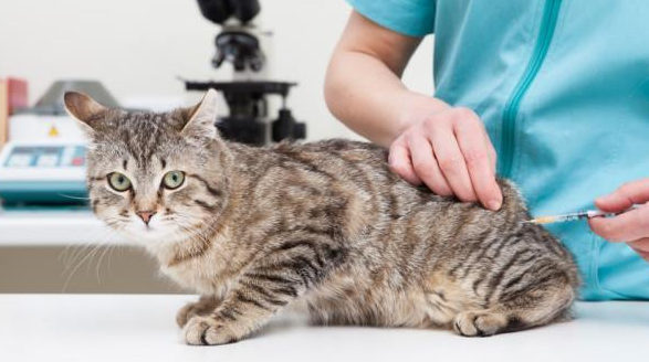 谨慎!猫咪注射“狂犬疫苗”的坏处,你还不知道吧 谨慎!猫咪注射“狂犬疫苗”的坏处,你还不知道吧