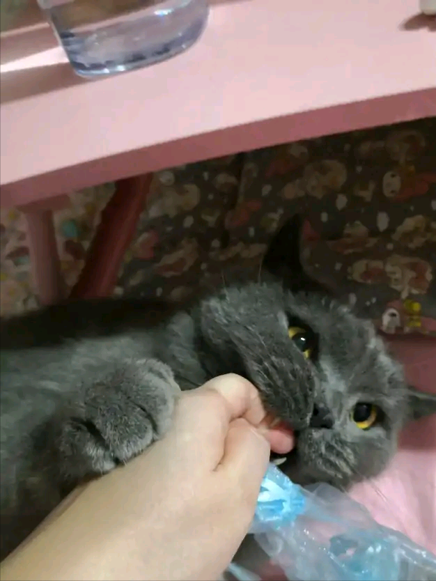 养了七年的猫咪突然抓狂咬主人