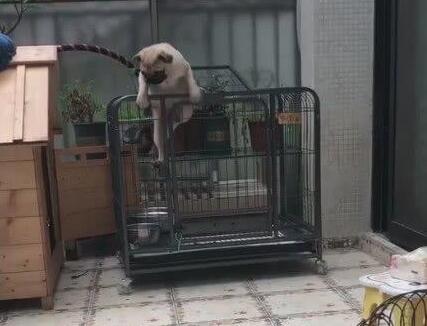 小狗狗被打扮成公主,乖乖躺在萌窝里,心已经被狗萌化! 小狗狗被打扮成公主,乖乖躺在萌窝里,心已经被狗萌化!