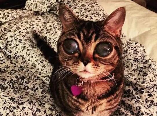 深受人们喜欢的小猫咪, 背后的故事却让人心疼不已