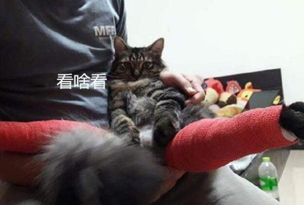 男子送骨折猫咪去医院，看着医生给它包好的腿，既心疼又不忍想笑