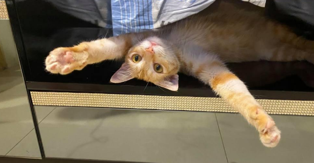 橘猫没出门却意外怀孕，主人摸到胎动后满头问号：这是啥情况？ 