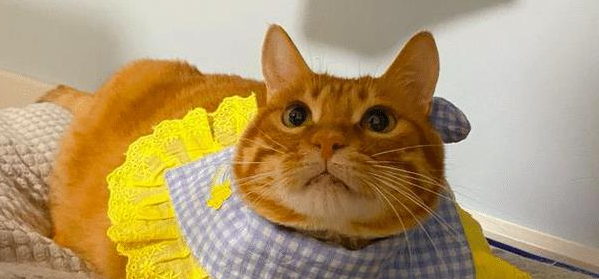 橘猫酷炫大佬的走路姿势,背后却有段心酸经历,其实它内心很脆弱 橘猫酷炫大佬的走路姿势,背后却有段心酸经历,其实它内心很脆弱