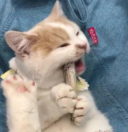主人不允许宝宝吃果冻，猫咪“神助攻”：“垃圾食品”通通扔掉！