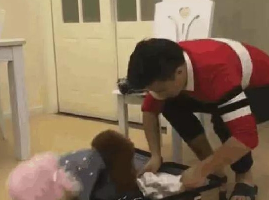 泰迪不愿和主人分开,悄悄钻进行李箱,怎么哄都不出来 泰迪不愿和主人分开,悄悄钻进行李箱,怎么哄都不出来