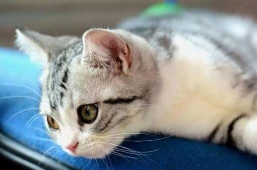 如果你在养猫，那么劝你别做这“7件蠢事”