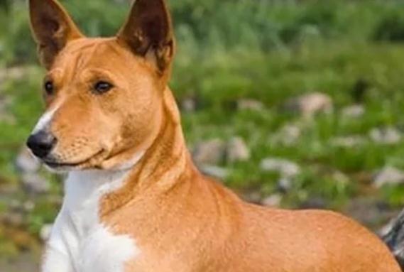 世界上古老的9种犬类,中国占了5种!3 世界上古老的9种犬类,中国占了5种!3
