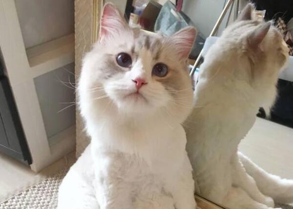 我一直以为我家的布偶猫是个大胖子，直到我给宠物猫剃了毛