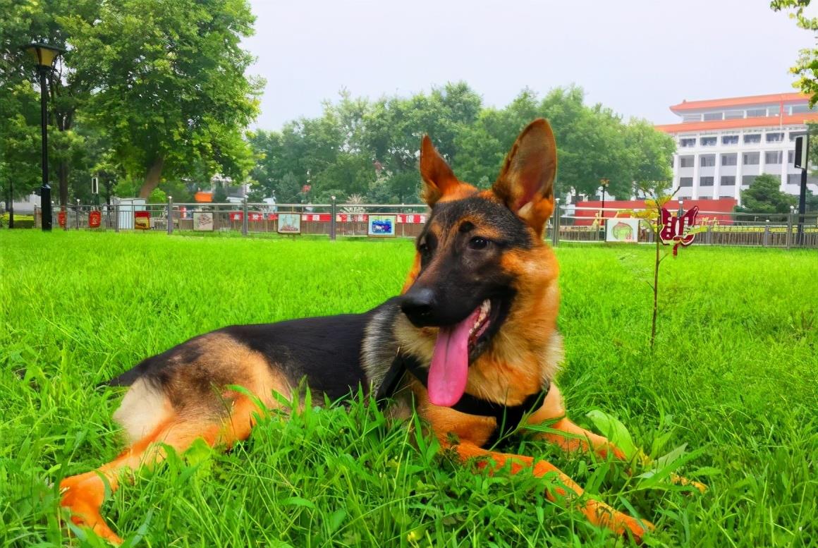 全世界公认5大“出色警犬”,中国犬种榜上有名 全世界公认5大“出色警犬”,中国犬种榜上有名