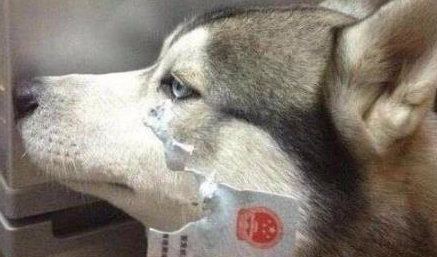 这六种狗狗，“弃养率”最高，爱它就别抛弃它 
