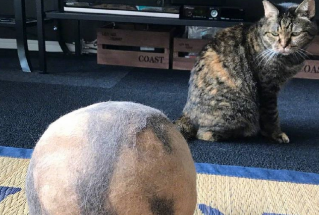 猫咪一直掉毛怎么办？猫咪：我怎么可以掉这么多毛！