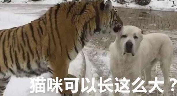 小老虎被收养时,老被狗狗欺负,直到小老虎长大了,狗狗:很慌! 小老虎被收养时,老被狗狗欺负,直到小老虎长大了,狗狗:很慌!