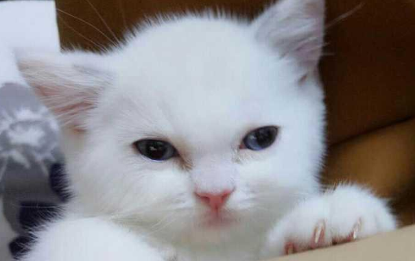 快过年了,带小猫出去走走,沾沾喜气