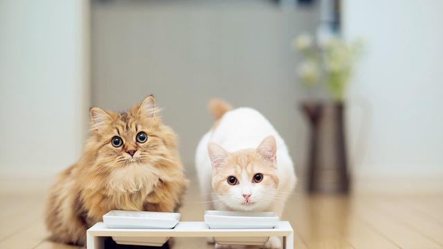 想养猫，请“戒掉”这5件事，不然别轻易养猫！