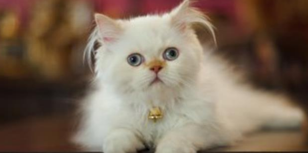 宠物猫咪生病了你知道吗？有些征兆千万不可轻忽！ 