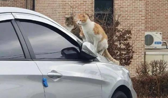 正准备去取车时，发现玻璃前坐了3只猫：这是几个意思啊？ 