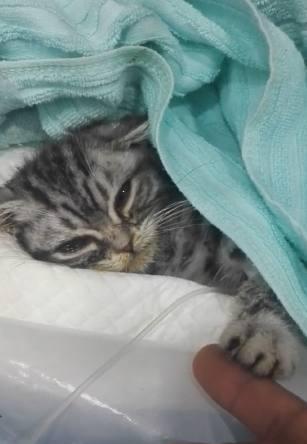 虎斑猫患病命若悬丝, 泪眼朦胧求救让人心碎, 网友瞬间泪崩 