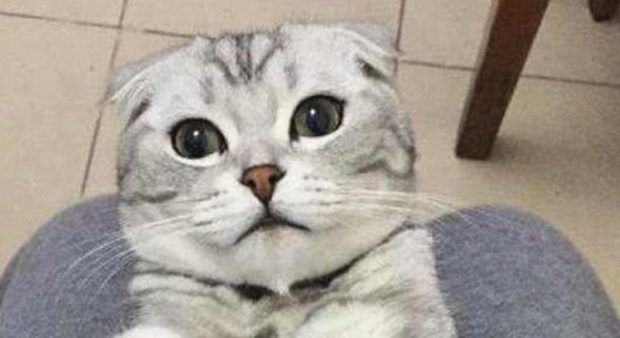 猫咪正在喂奶,低头看到它满眼杀气,这是想将幼猫塞回肚子里吗?