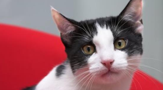 宠物猫健康自查终极指南：用正确的方法还需要专业的体检！(图4)