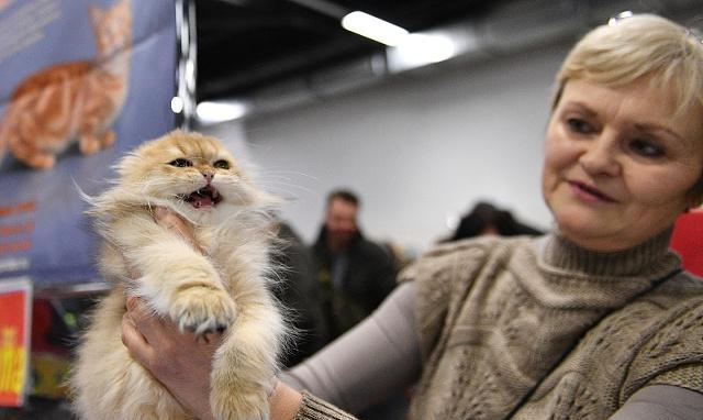 猫咪“吐舌杀”超可爱，但你知道它们为什么吐舌头吗？