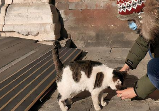 宫猫图鉴：她在故宫撸猫8年，揭开故宫600多年宫猫往事