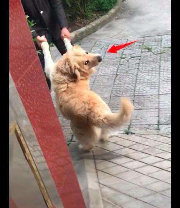 金毛闯进正在煮骨头汤的邻居家, 怎么拉都不愿走, 真是赖皮狗啊! 