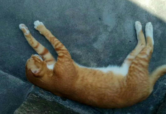 橘猫化身奶爸，实力宠娃，陪娃睡觉，看起来很温馨