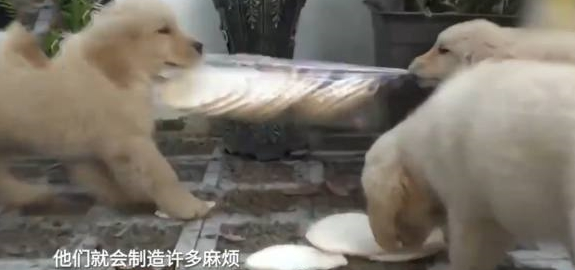 金毛妈妈责怪自己生太多,狗主人直呼天哪!谁爱要谁赶紧领走! 金毛妈妈责怪自己生太多,狗主人直呼天哪!谁爱要谁赶紧领走!