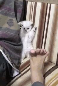 小奶猫见主人伸出脚，站在沙发上两爪举起