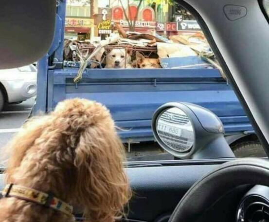 被关在笼子的土狗观望宠物犬坐在轿车上, 羡慕眼神令人潸然泪下 
