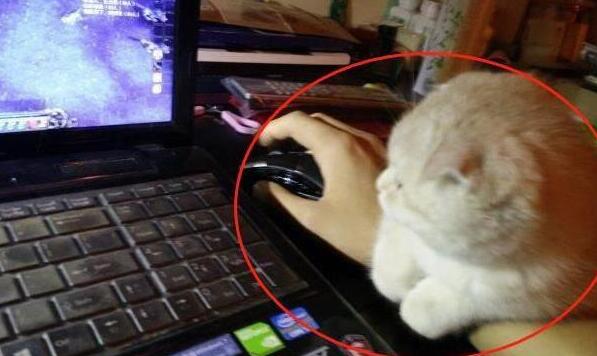 小橘猫超粘人,抱着主人的手不让打游戏 小橘猫超粘人,抱着主人的手不让打游戏