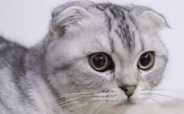 这些猫咪的饲养难度较高，在下决心之前千万要考虑清楚。