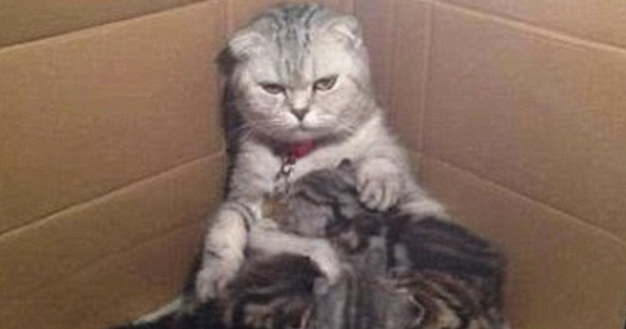 猫咪正在喂奶，低头看到它满眼杀气，这是想将幼猫塞回肚子里吗？ 
