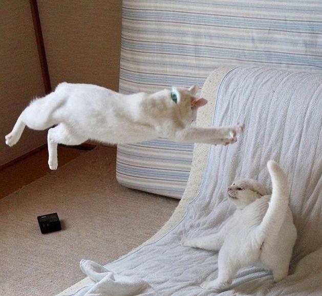 铲屎官让猫咪监督女儿画画，猫咪却开始打架，女儿：我太难了