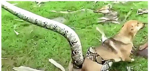 狗狗一直在院子嚎叫,以为小偷进屋 狗狗一直在院子嚎叫,以为小偷进屋