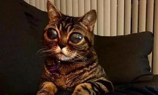 深受人们喜欢的小猫咪, 背后的故事却让人心疼不已