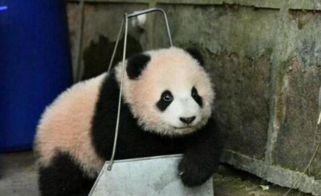 心机熊猫宝宝赖在簸箕里不肯走,奶爸看到生无可恋,网友都笑炸了 心机熊猫宝宝赖在簸箕里不肯走,奶爸看到生无可恋,网友都笑炸了
