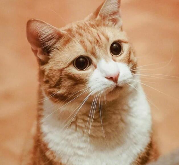 最漂亮的星辰海洋，就在猫咪眼睛里面，简直美哭了