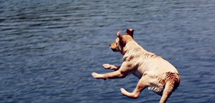 铲屎官们， 8个重点让狗狗健康过夏天