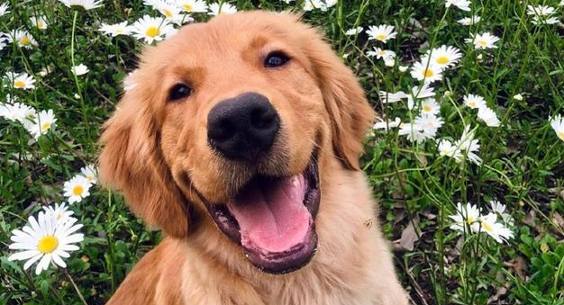 金毛犬被不良托运害死，肇事公司只肯赔6千，狗的生命不值钱？