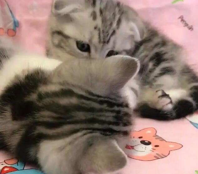 小奶猫伸爪召唤主人,主人正高兴接住,下一秒却尴尬了! 小奶猫伸爪召唤主人,主人正高兴接住,下一秒却尴尬了!