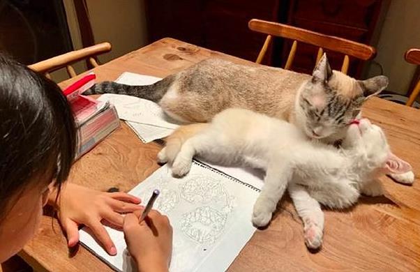 铲屎官让猫咪监督女儿画画，猫咪却开始打架，女儿：我太难了