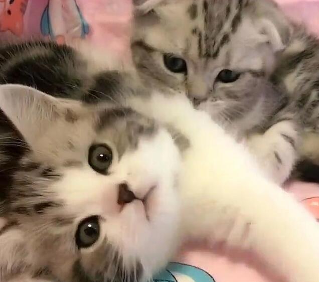 小奶猫伸爪召唤主人,主人正高兴接住,下一秒却尴尬了! 小奶猫伸爪召唤主人,主人正高兴接住,下一秒却尴尬了!