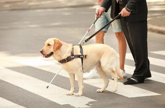 一只导盲犬成本高达22万,还需要保姆伺候:是谁把它们吹成神犬? 一只导盲犬成本高达22万,还需要保姆伺候:是谁把它们吹成神犬?