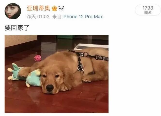 收空运的钱却走陆运?宠物托运途中死亡,多部门介入,陈乔恩愤怒发声 收空运的钱却走陆运?宠物托运途中死亡,多部门介入,陈乔恩愤怒发声